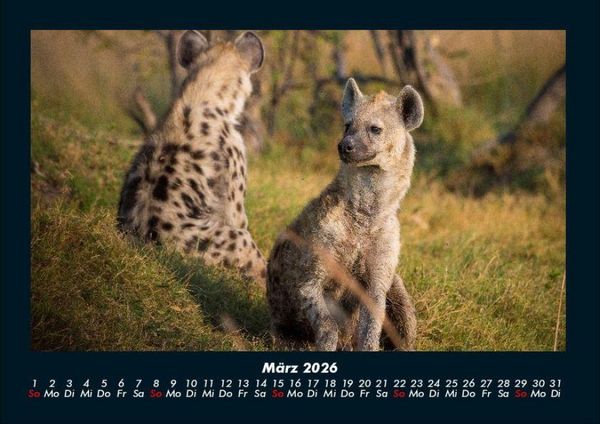 Produktbild: Tiere in der Wildnis 2026 Fotokalender DIN A4