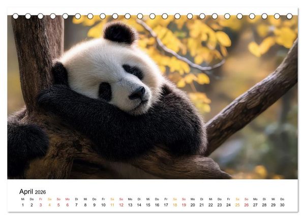 Produktbild: Panda - die Stimme der Wildnis (Tischkalender 2026 DIN A5 quer), CALVENDO Monatskalender