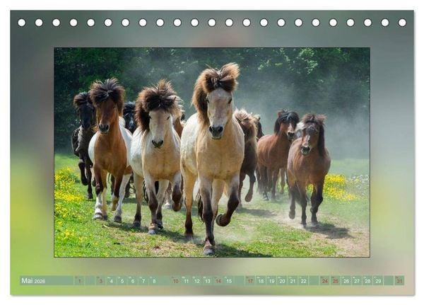 Produktbild: Pferde Vom Minishetty bis zum Kaltblut (Tischkalender 2026 DIN A5 quer), CALVENDO Monatskalender