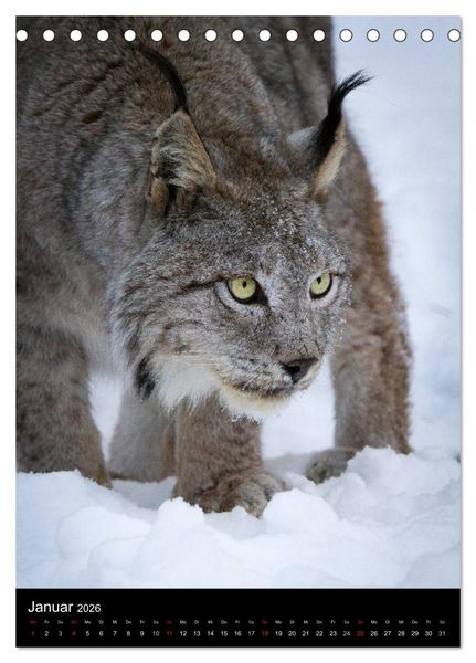 Produktbild: Der Luchs - Europas gr&ouml;&szlig;te Samtpfote (Tischkalender 2026 DIN A5 hoch), CALVENDO Monatskalender