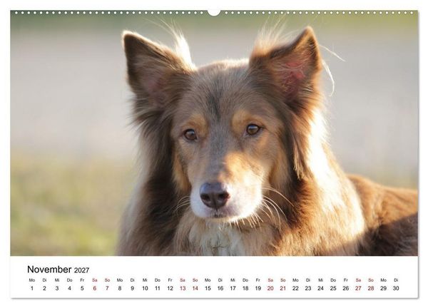 Produktbild: Australian Shepherd - Treue Blicke, wilde Herzen (hochwertiger Premium Wandkalender 2027 DIN A2 quer), Kunstdruck in Hochglanz