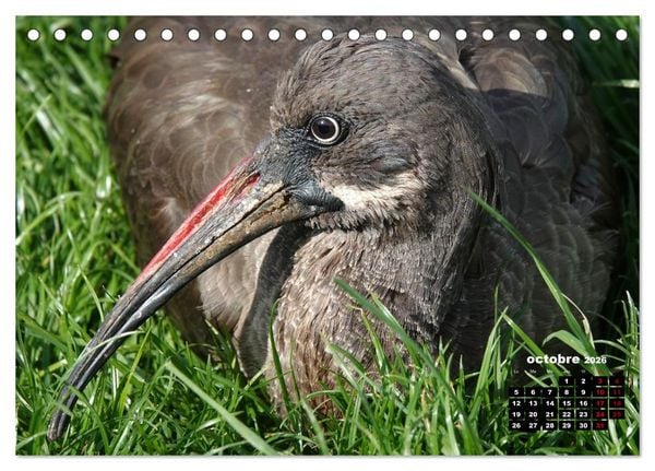 Produktbild: Oiseaux exotiques (Calendrier de bureau 2026 DIN A5 vertical), CALVENDO calendrier mensuel