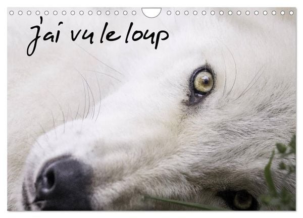 Produktbild: J'ai vu le loup (Calendrier mural 2026 DIN A4 vertical), CALVENDO calendrier mensuel