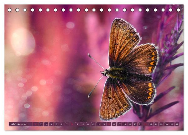 Produktbild: Schmetterlinge im Fokus (Tischkalender 2026 DIN A5 quer), CALVENDO Monatskalender