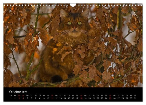 Produktbild: Freig&auml;nger - Hauskatzen unterwegs (Wandkalender 2026 DIN A3 quer), CALVENDO Monatskalender