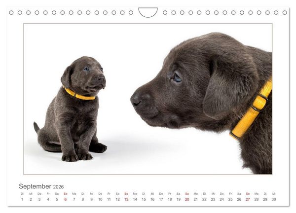 Produktbild: Labradorwelpen - Freunde f&uuml;rs Leben (Wandkalender 2026 DIN A4 quer), CALVENDO Monatskalender