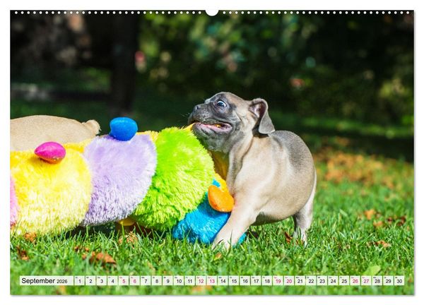 Produktbild: Kleine Helden - Franz&ouml;sische Bulldoggen (hochwertiger Premium Wandkalender 2026 DIN A2 quer), Kunstdruck in Hochglanz