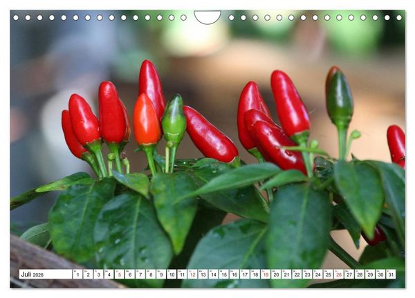 Produktbild: F&uuml;r Chili Liebhaber (Wandkalender 2026 DIN A4 quer), CALVENDO Monatskalender