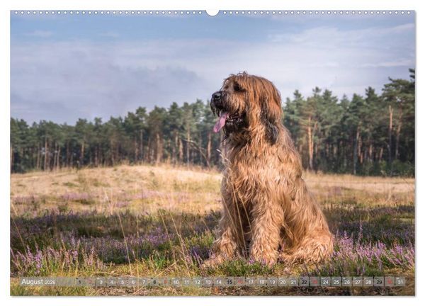 Produktbild: Briards - sanfte Riesen mit Temperament (hochwertiger Premium Wandkalender 2026 DIN A2 quer), Kunstdruck in Hochglanz