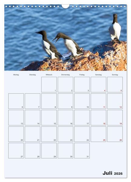 Produktbild: Wildes Leben auf Helgoland (Wandkalender 2026 DIN A3 hoch), CALVENDO Monatskalender
