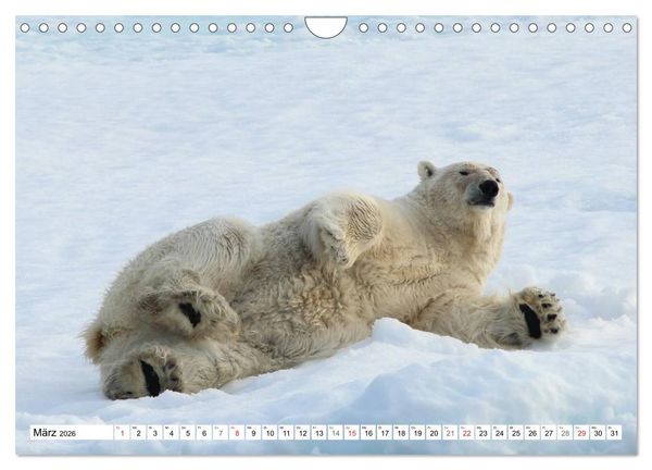Produktbild: Eisb&auml;ren - K&ouml;nige der Arktis (Wandkalender 2026 DIN A4 quer), CALVENDO Monatskalender