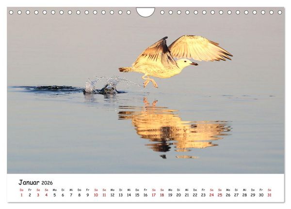 Produktbild: Eine Reise ins magische Donaudelta (Wandkalender 2026 DIN A4 quer), CALVENDO Monatskalender