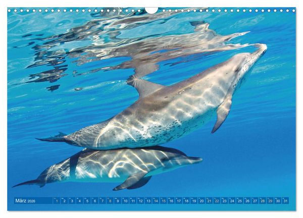 Produktbild: Delfine: Elegante Wellenreiter (Wandkalender 2026 DIN A3 quer), CALVENDO Monatskalender