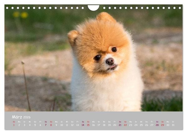 Produktbild: Dein Hund der treue Begleiter (Wandkalender 2026 DIN A4 quer), CALVENDO Monatskalender