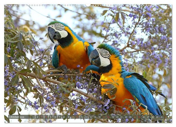 Produktbild: Aras im Pantanal (hochwertiger Premium Wandkalender 2026 DIN A2 quer), Kunstdruck in Hochglanz