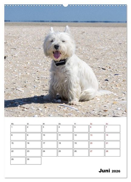 Produktbild: West Highland White Terrier - Herzensbrecher auf vier Pfoten (Wandkalender 2026 DIN A2 hoch), CALVENDO Monatskalender