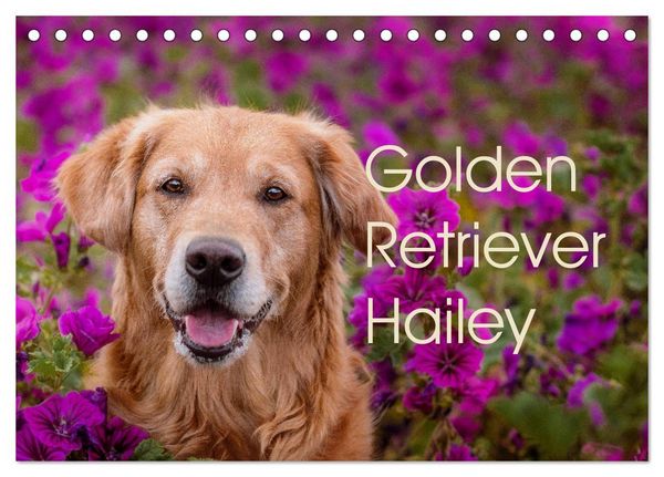 Produktbild: Golden Retriever Hailey Fotokalender (Tischkalender 2026 DIN A5 quer), CALVENDO Monatskalender