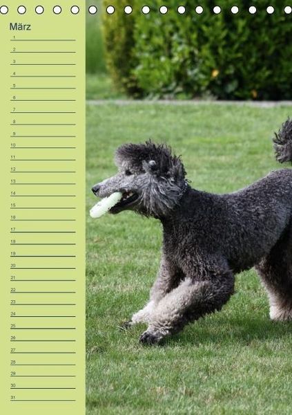 Produktbild: Pudel / Geburtstagskalender (Tischkalender immerw&auml;hrend DIN A5 hoch)