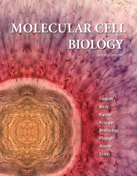 Produktbild: Molecular Cell Biology 7/e