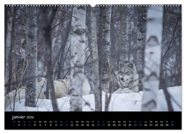 Produktbild: J'ai vu le loup (Calendrier mural 2026 DIN A2 vertical) calendrier de bureau