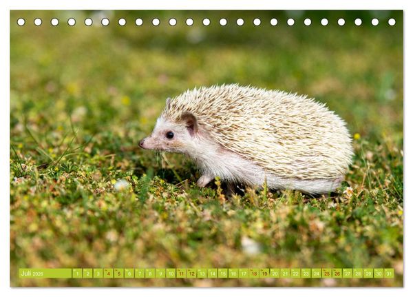 Produktbild: Atelerix - Afrikanische Wei&szlig;bauchigel (Tischkalender 2026 DIN A5 quer), CALVENDO Monatskalender