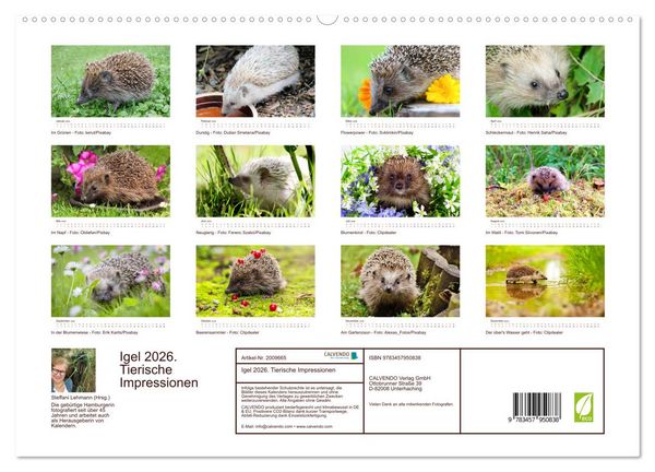 Produktbild: Igel 2026. Tierische Impressionen (hochwertiger Premium Wandkalender 2026 DIN A2 quer), Kunstdruck in Hochglanz