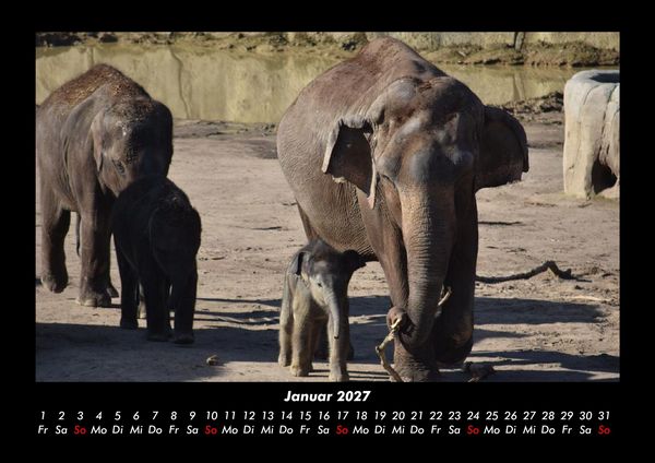 Produktbild: Elefanten 2027 Fotokalender DIN A3