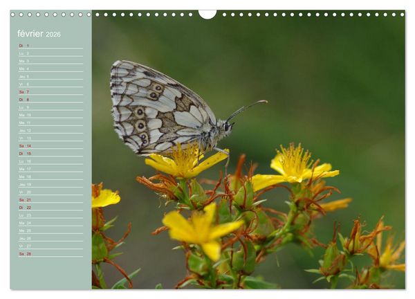 Produktbild: Merveilleux papillons (Calendrier mural 2026 DIN A3 vertical), CALVENDO calendrier mensuel