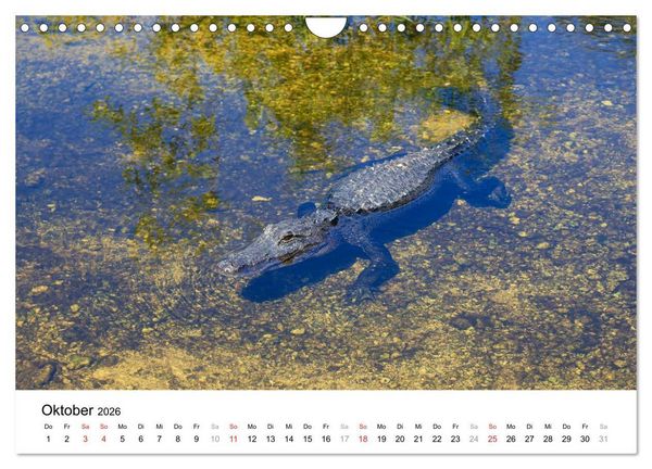 Produktbild: Unter der Sonne Floridas (Wandkalender 2026 DIN A4 quer), CALVENDO Monatskalender
