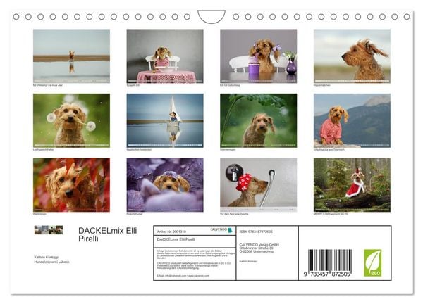 Produktbild: DACKELmix Elli Pirelli (Wandkalender 2026 DIN A4 quer), CALVENDO Monatskalender