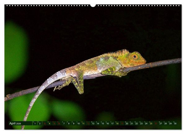 Produktbild: Borneo - Tierparadies Regenwald (hochwertiger Premium Wandkalender 2026 DIN A2 quer), Kunstdruck in Hochglanz