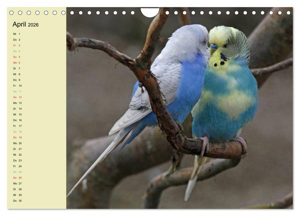 Produktbild: Terminplaner Wellensittiche (Wandkalender 2026 DIN A4 quer), CALVENDO Monatskalender