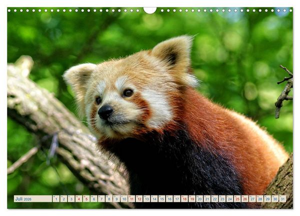 Produktbild: Kleiner Panda auf Entdeckungstour (Wandkalender 2026 DIN A3 quer), CALVENDO Monatskalender