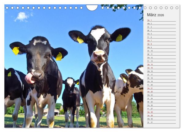 Produktbild: Die Kuh macht Muuuh! (Wandkalender 2026 DIN A4 quer), CALVENDO Monatskalender