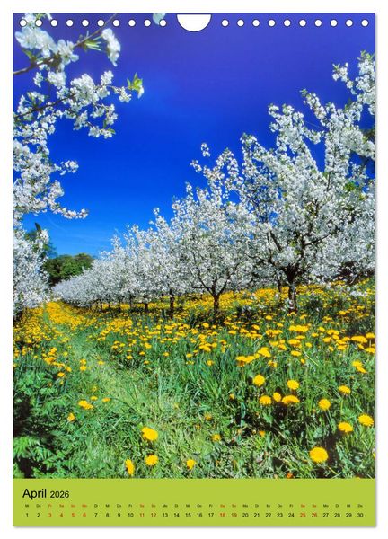 Produktbild: Schleswig-Holstein. Du bist so sch&ouml;n. (Wandkalender 2026 DIN A4 hoch), CALVENDO Monatskalender