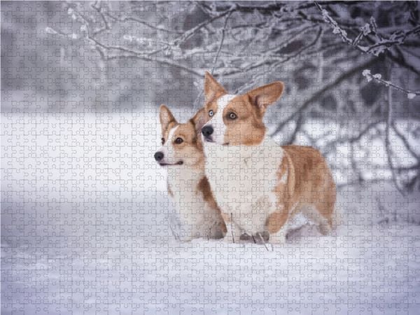 Produktbild: CALVENDO Puzzle Winterzauber mit den Corgwn 1000 Teile Lege-Gr&ouml;&szlig;e 64 x 48 cm Foto-Puzzle Bild von Maria Ahrens