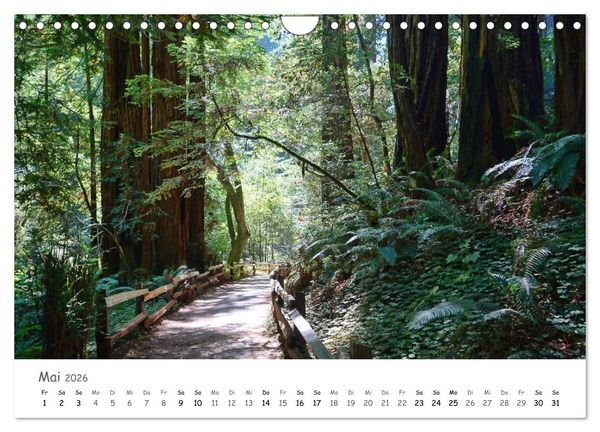 Produktbild: Wald - bezaubernde W&auml;lder (Wandkalender 2026 DIN A4 quer), CALVENDO Monatskalender