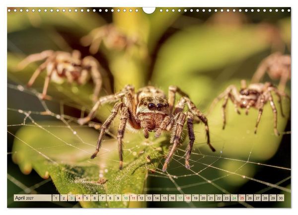 Produktbild: Spinnenaugen (Wandkalender 2027 DIN A3 quer), CALVENDO Monatskalender