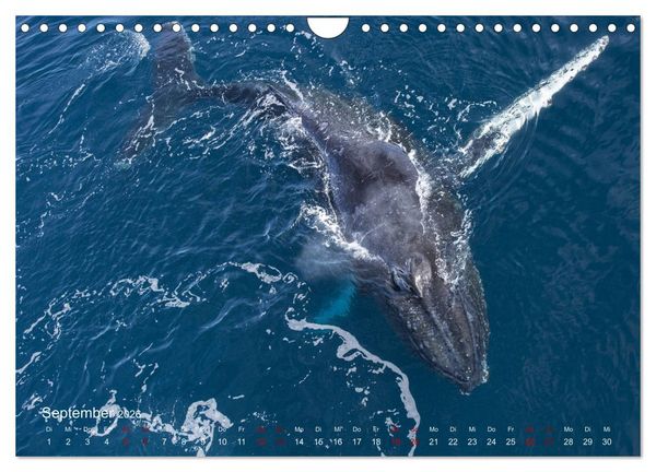 Produktbild: Antarktis, die eisige Heimat der Pinguine (Wandkalender 2026 DIN A4 quer), CALVENDO Monatskalender