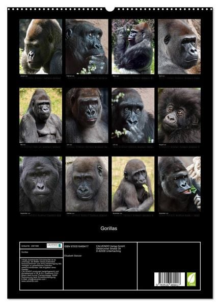 Produktbild: Gorillas (hochwertiger Premium Wandkalender 2026 DIN A2 hoch), Kunstdruck in Hochglanz