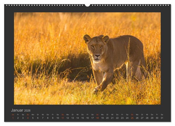 Produktbild: L&ouml;wen Wildlife-Fotografien (hochwertiger Premium Wandkalender 2026 DIN A2 quer), Kunstdruck in Hochglanz