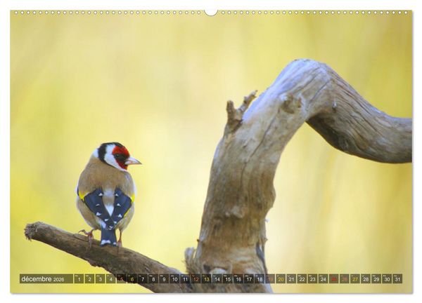Produktbild: Chardonnerets - Portraits d'une esp&egrave;ce &eacute;blouissante (Calendrier mural 2026 DIN A2 vertical) calendrier de bureau