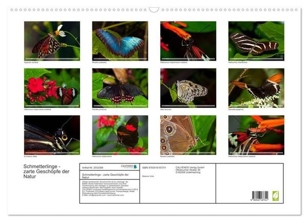 Produktbild: Schmetterlinge - zarte Gesch&ouml;pfe der Natur (Wandkalender 2026 DIN A2 quer), CALVENDO Monatskalender