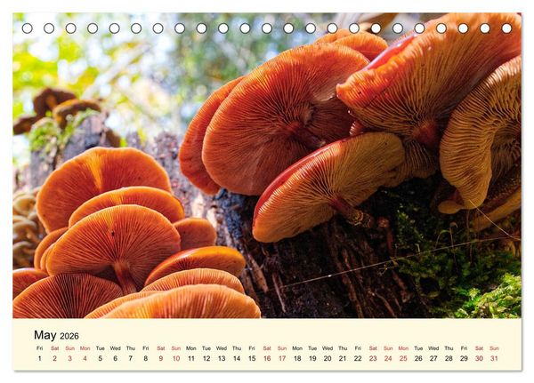 Produktbild: Whispers Beneath the Forest's Moss Mushrooms (Desk Calendar 2026 DIN A5 landscape), CALVENDO 12 Month DeskCalendar