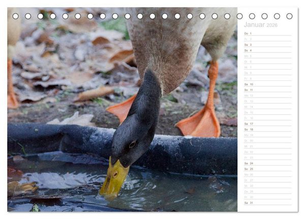 Produktbild: Laufenten - tierisch liebenswerte Zeitgenossen (Tischkalender 2026 DIN A5 quer), CALVENDO Monatskalender