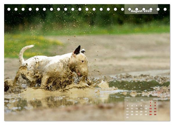 Produktbild: Bullterrier 2026 Frech und fr&ouml;hlich durch das Jahr (Tischkalender 2026 DIN A5 quer), CALVENDO Monatskalender