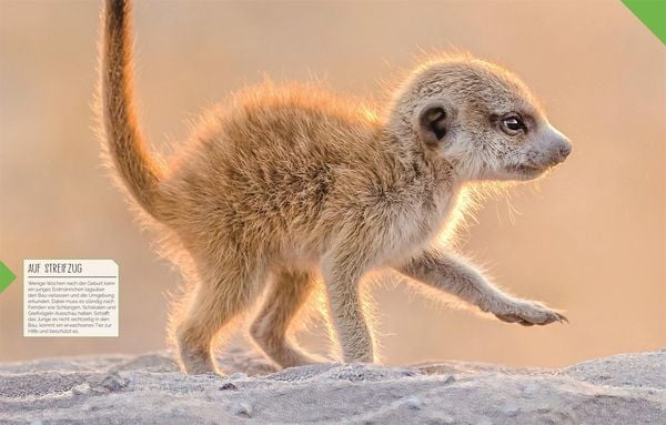 Produktbild: Tierkinder der Wildnis