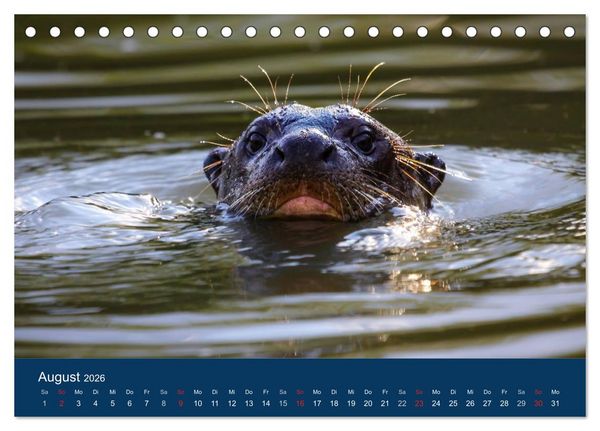 Produktbild: Brasilien tierisch gut 2026 (Tischkalender 2026 DIN A5 quer), CALVENDO Monatskalender
