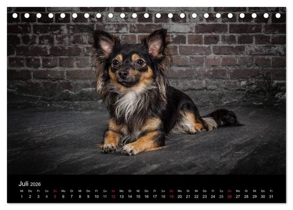 Produktbild: Urban Dogs - Hundekalender der anderen Art (Tischkalender 2026 DIN A5 quer), CALVENDO Monatskalender