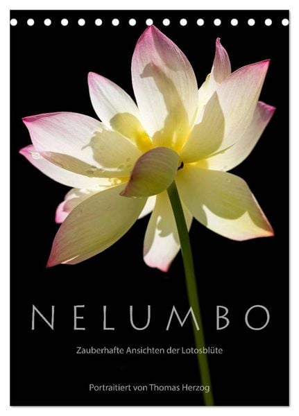 N E L U M B O – Zauberhafte Ansichten der Lotosblüte (Tischkalender 2024 DIN A5 hoch), CALVENDO Monatskalender